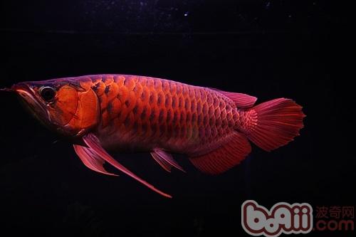 血红龙的主色系分为三种发色形式