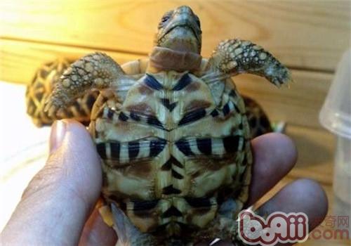 印度星龟的生计情况