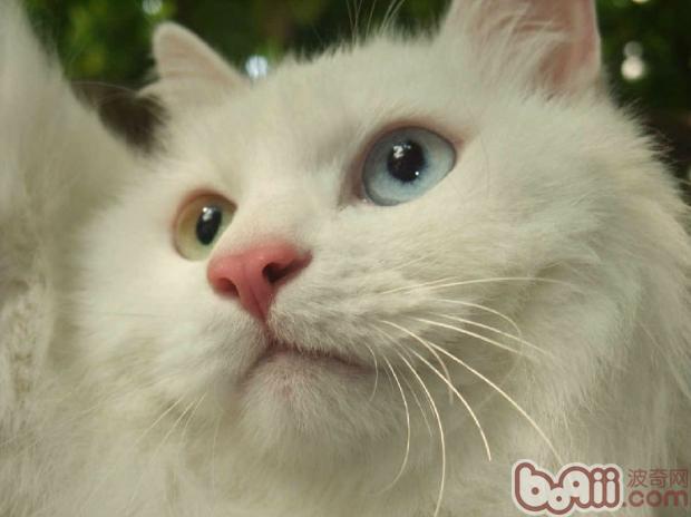 猫胡子为何一直会断