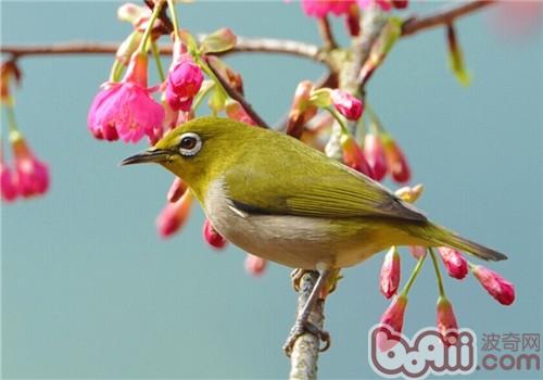 黄雀的形态特性 黄雀的形态特性