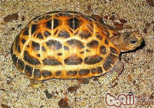 蜘蛛网龟是一种小型乌龟,生长特别缓慢