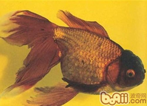 棕色高头翻鳃金鱼的种类简介