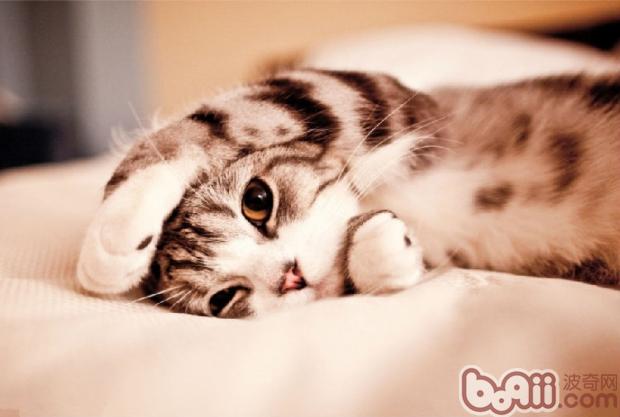 你的宠物猫也老了吗？