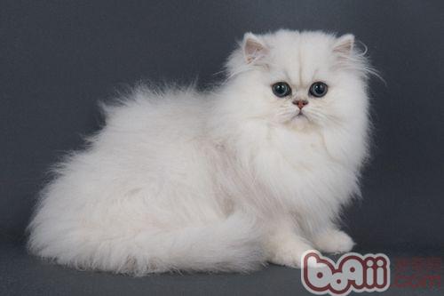 人可以吃猫粮吗