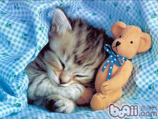 宠物猫保养维护之警惕宠物猫药物中毒