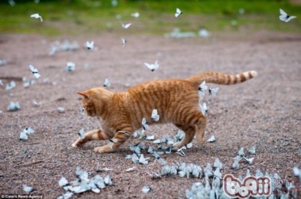 宠物猫保养维护的五个需要注意的地方
