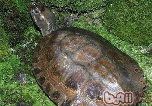 马来果龟的外表特性