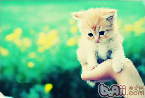 合格猫奴一定要学