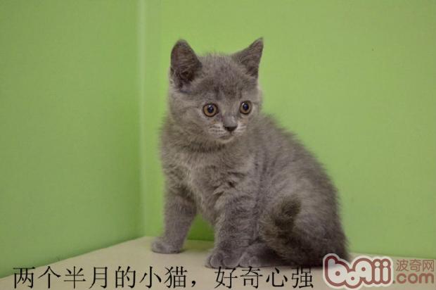 从猫咪牙齿阴谋猫咪年纪