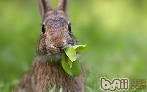 哪些青草泽菜没有能喂兔子？