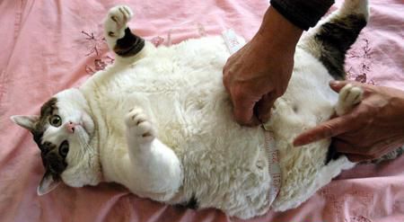 帮宠物猫减肥的妙招