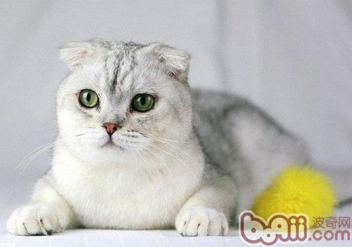 折耳猫价格为何那样高