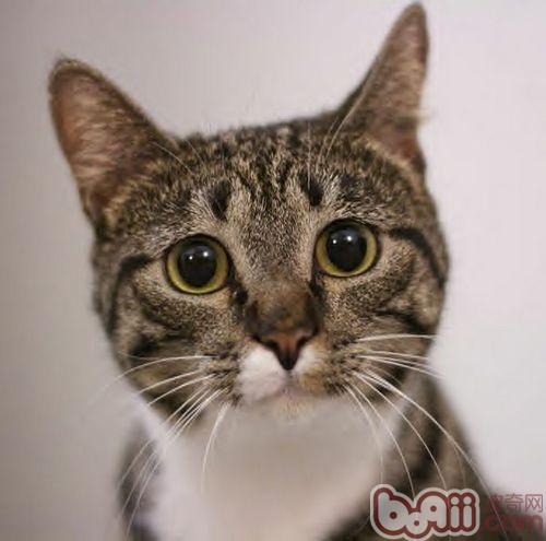 宠物猫的历史由来