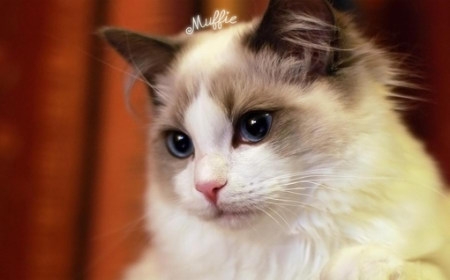 宠物猫为什么一直养不亲