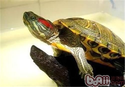 巴西龟真的有毒吗？