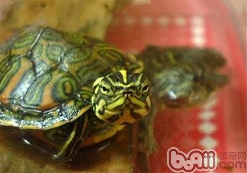 阿拉巴马红肚龟的保护方式