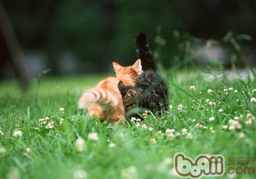 新来宠物猫怎么样跟“土著”相处