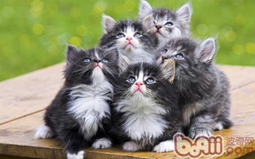 宠物猫可以吃巧克力吗