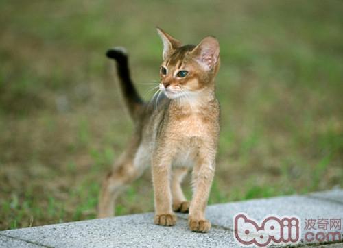 宠物猫的视力如何