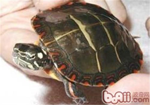 东部锦龟的饲养方法