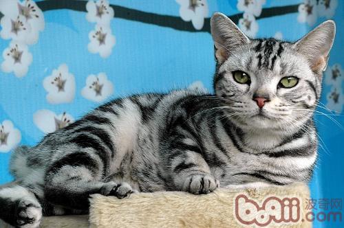 主人长期不在家怎么样安顿宠物猫