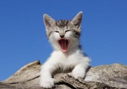 猫喊声领会猫咪情绪佳坏