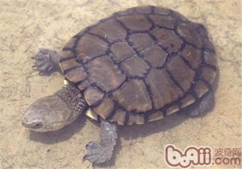 白胸侧颈龟的形态特性