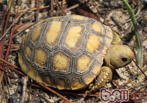 哥法地鼠龟的豢养情况提议