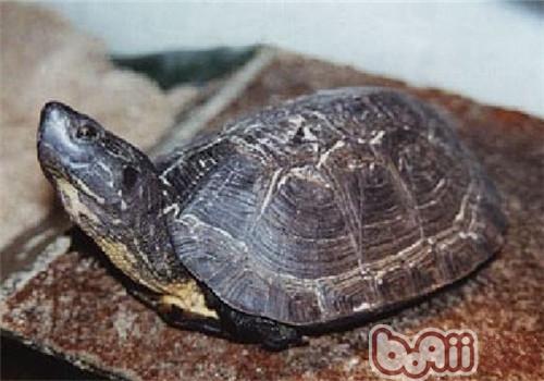 哥伦比亚泥龟的生活环境及冬眠