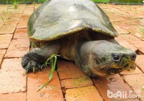 如何饲养马来西亚巨龟