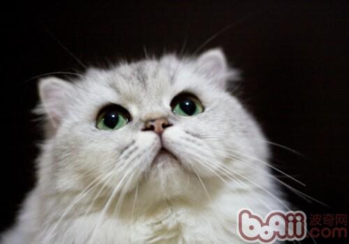 金吉拉猫的喂食要素