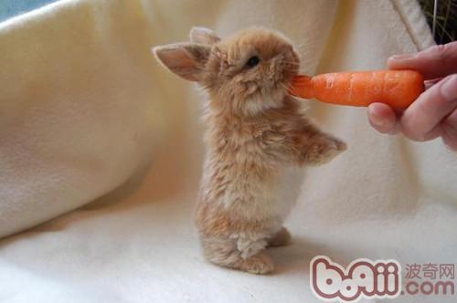 兔兔常用饲料的品种