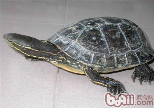 云南关壳龟的外表特性