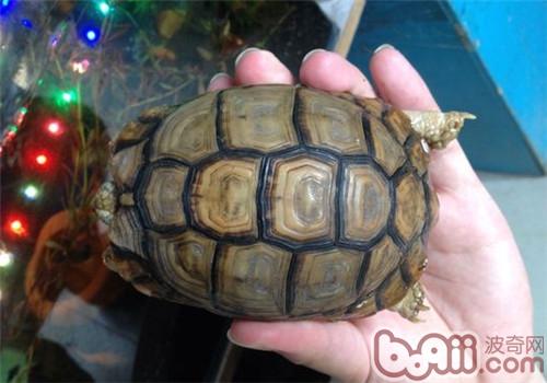 关于埃及陆龟的养护知识