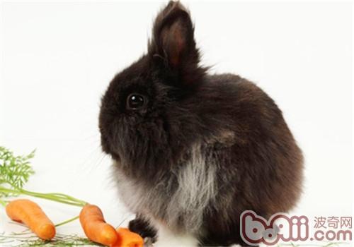 采用兔粮要提防卵白质的含量