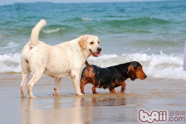 戴狗狗去海边戏水的注沉事项