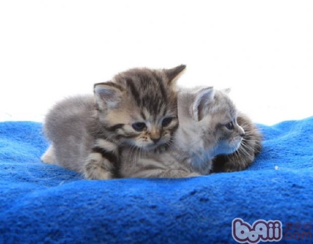 如何给美国短毛猫换粮