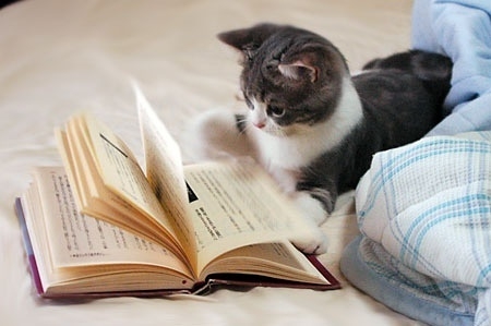 宠物猫为什么有异食癖
