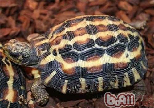 扁尾陆龟的养护方法