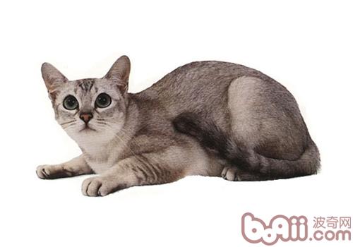 波米拉猫的性格特点特点怎么样