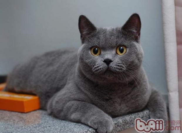 英国短毛猫的颜色有什么