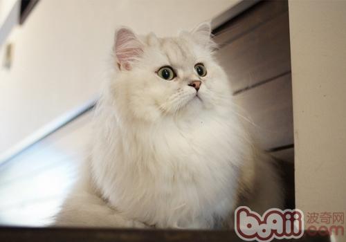 怎么样让波斯猫拥有一身华丽毛发
