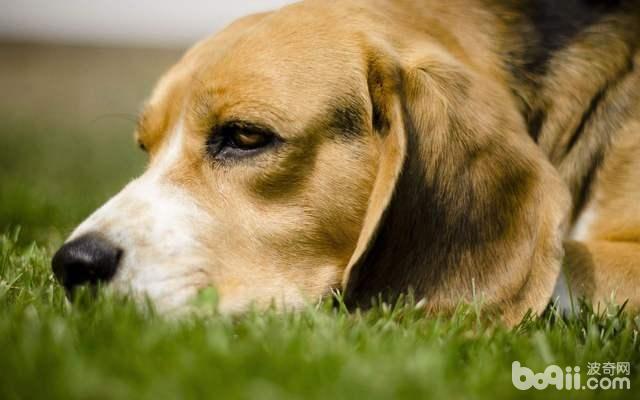 狗狗表白情绪的办法都有哪些？