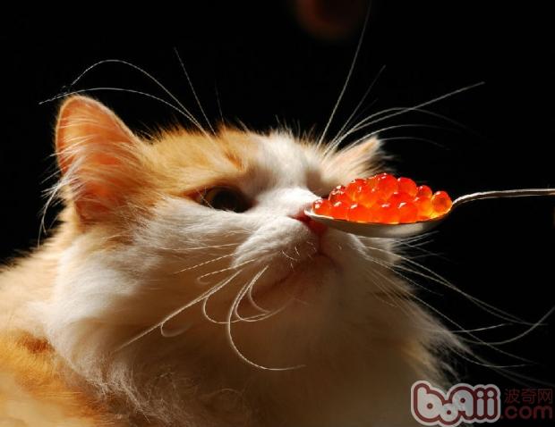 宠物猫吃的好，什么是重点？