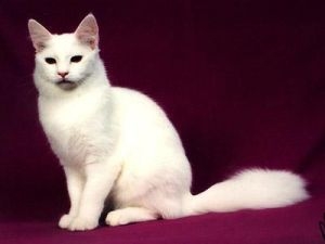 土耳其安哥拉猫的CFA标准