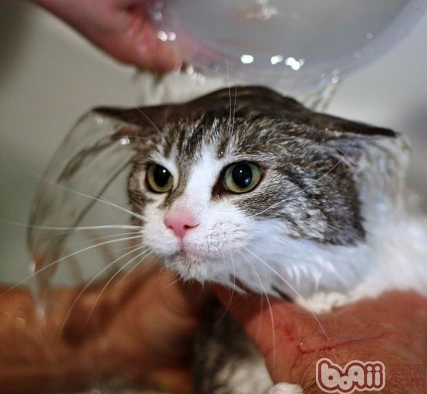 宠物猫洗澡香波必须要冲洗干净