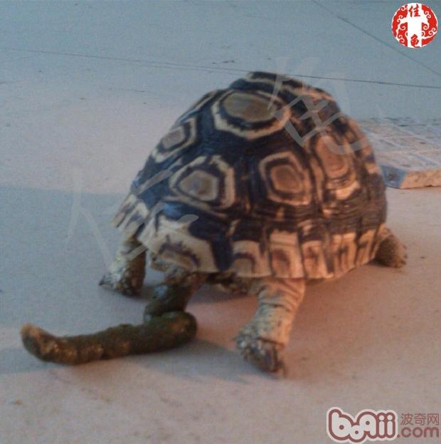 你熟悉这些陆龟饲料吗？