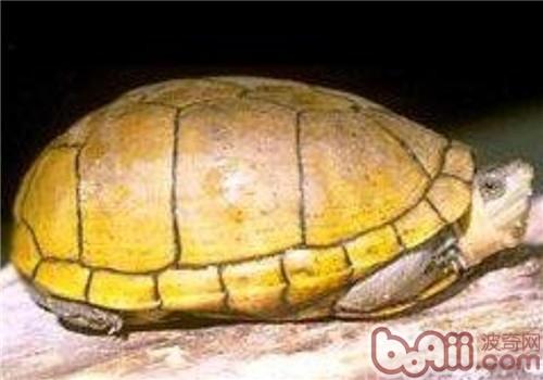 阿拉莫泥龟的生计情况