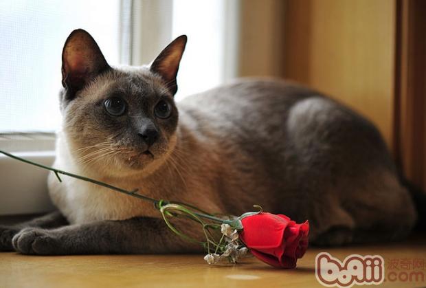 宠物猫为何会喜欢晒太阳