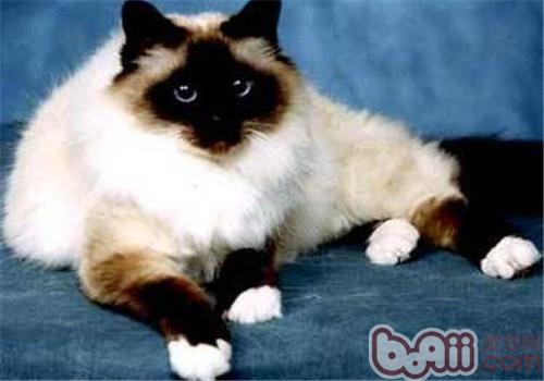 关于波曼猫毛色的漂亮传闻
